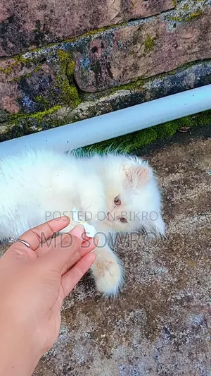 ১-৩ মাসের নর পিওরব্রেড পার্সিয়ান