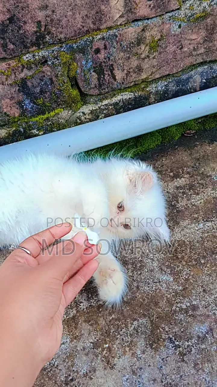 ১-৩ মাসের নর পিওরব্রেড পার্সিয়ান