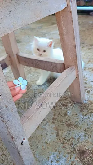 ১-৩ মাসের নর পিওরব্রেড পার্সিয়ান