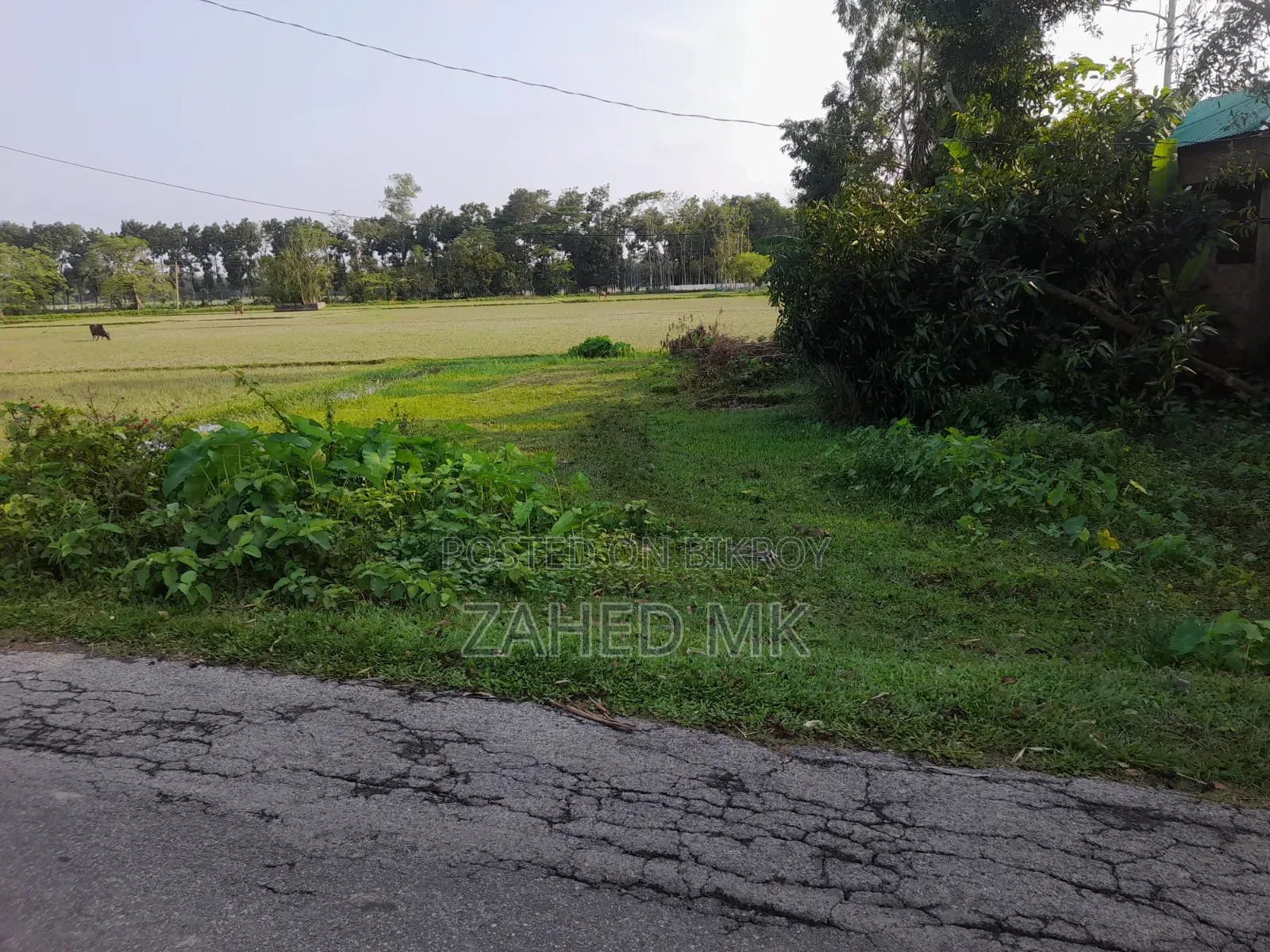 জরুরি বিক্রি ৮.৫ শতক জমি