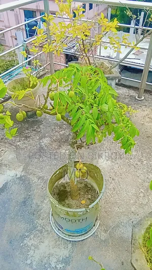 কিছু সংখক গাছ সেল করা হবে যারা নিতে আগ্রহী