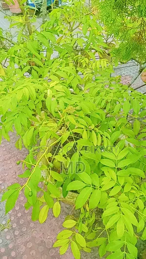 কিছু সংখক গাছ সেল করা হবে যারা নিতে আগ্রহী