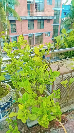 কিছু সংখক গাছ সেল করা হবে যারা নিতে আগ্রহী