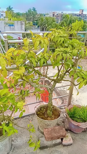কিছু সংখক গাছ সেল করা হবে যারা নিতে আগ্রহী