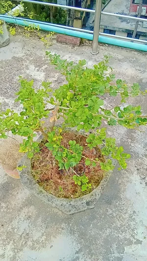 কিছু সংখক গাছ সেল করা হবে যারা নিতে আগ্রহী