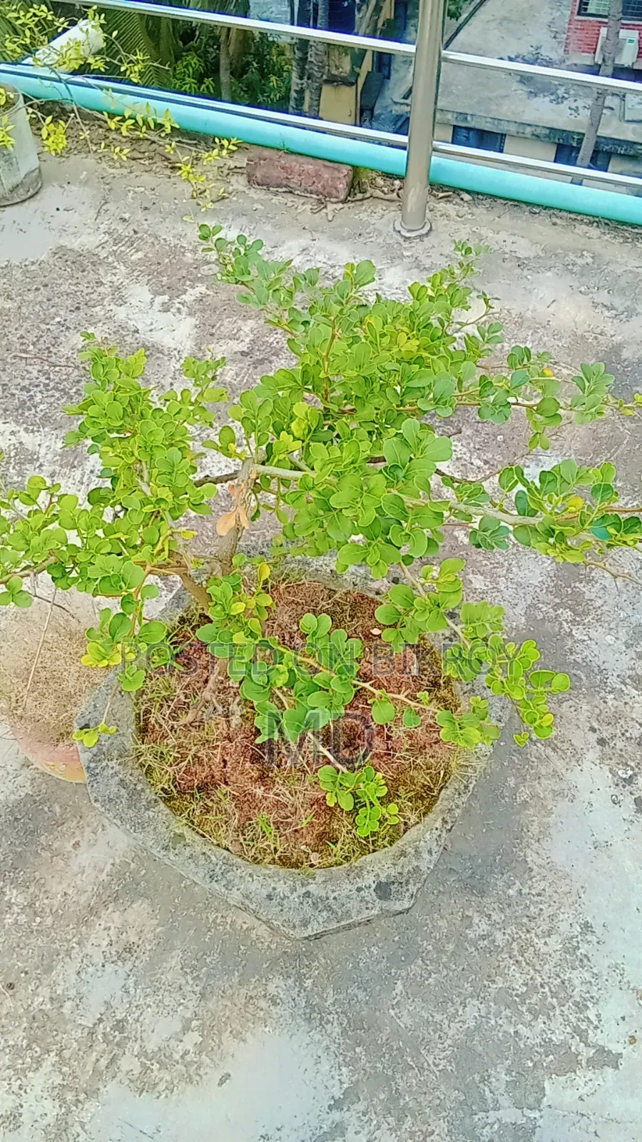 কিছু সংখক গাছ সেল করা হবে যারা নিতে আগ্রহী