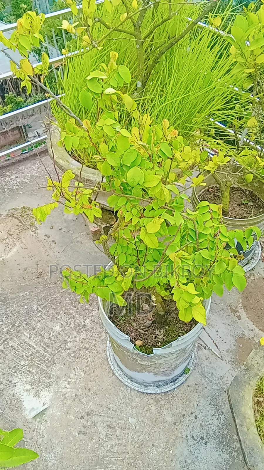 কিছু সংখক গাছ সেল করা হবে যারা নিতে আগ্রহী