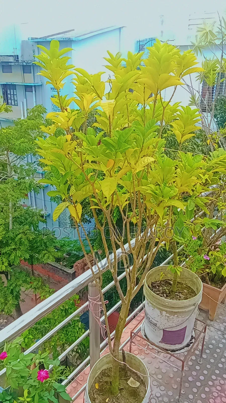 কিছু সংখক গাছ সেল করা হবে যারা নিতে আগ্রহী