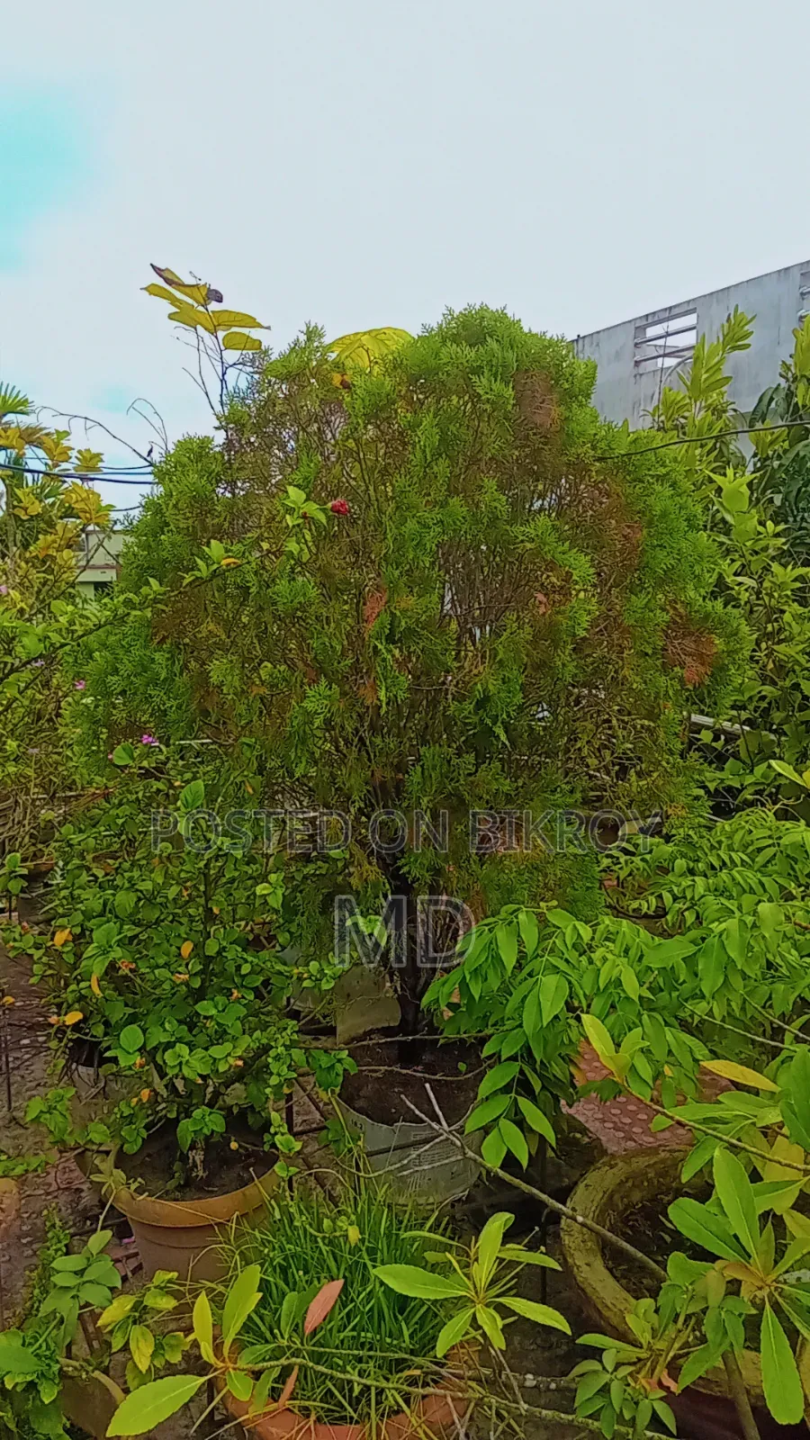 কিছু সংখক গাছ সেল করা হবে যারা নিতে আগ্রহী