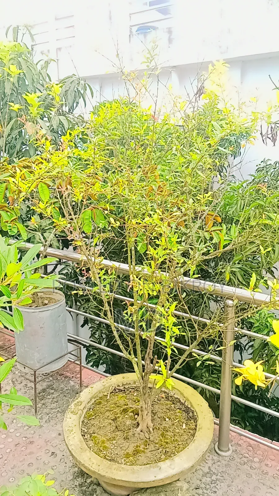 কিছু সংখক গাছ সেল করা হবে যারা নিতে আগ্রহী