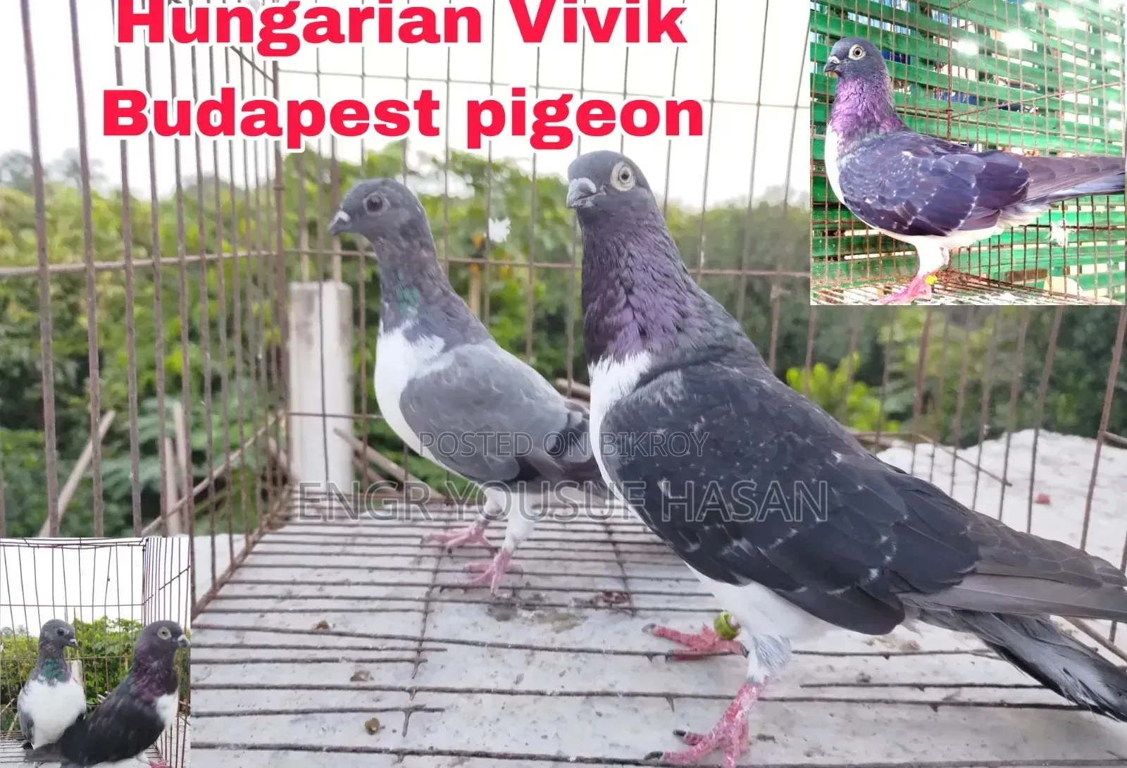Pigeon Pair