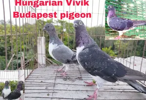 Pigeon Pair