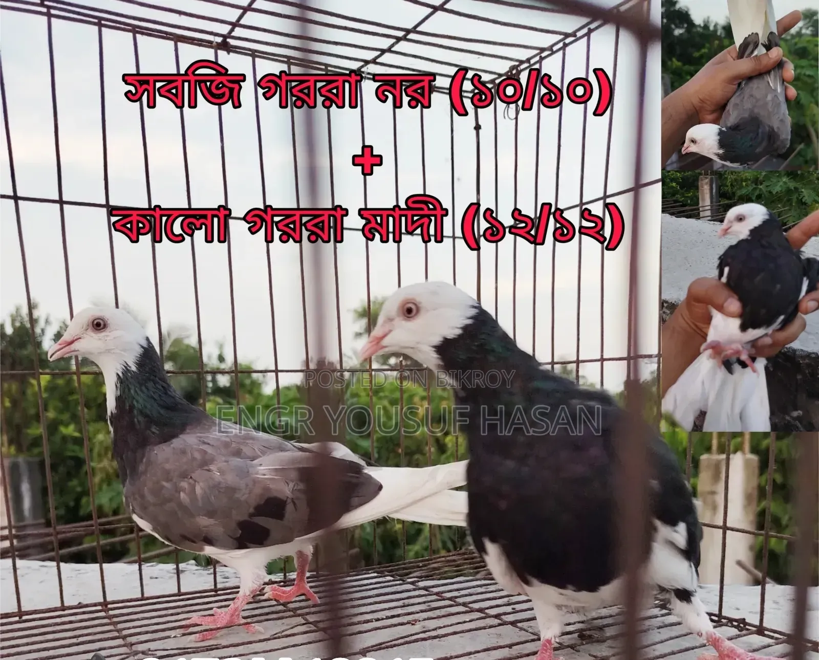 ভালো মানের গররা কবুতর বিক্রি হবে