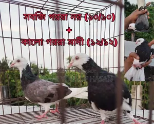 ভালো মানের গররা কবুতর বিক্রি হবে