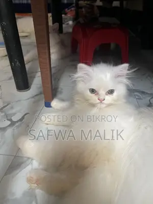 1-3 months Male Purebred Persian