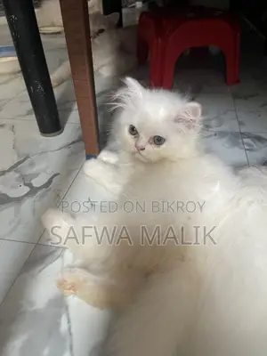 1-3 months Male Purebred Persian