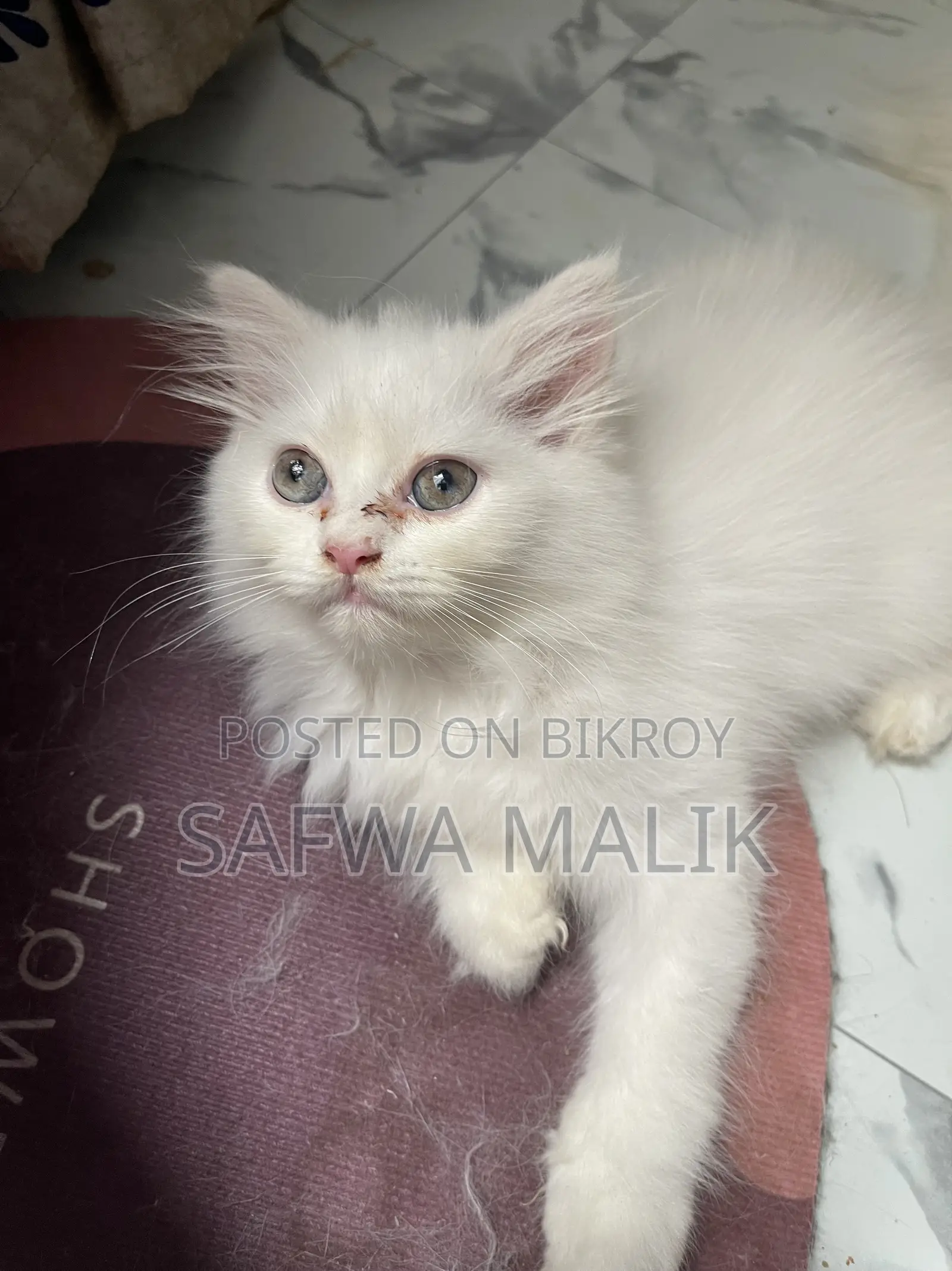 1-3 months Male Purebred Persian