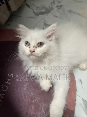 1-3 months Male Purebred Persian