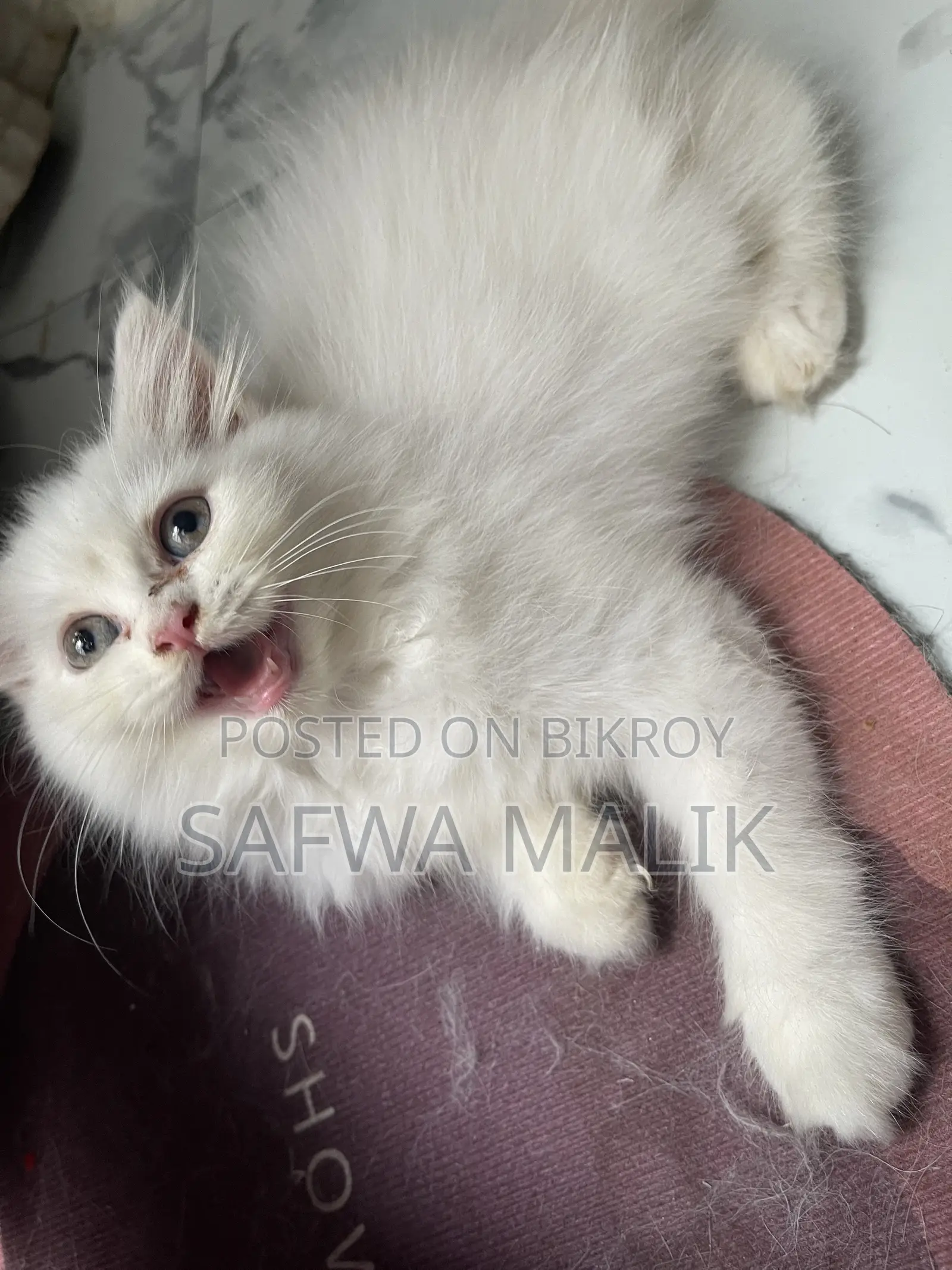 1-3 months Male Purebred Persian
