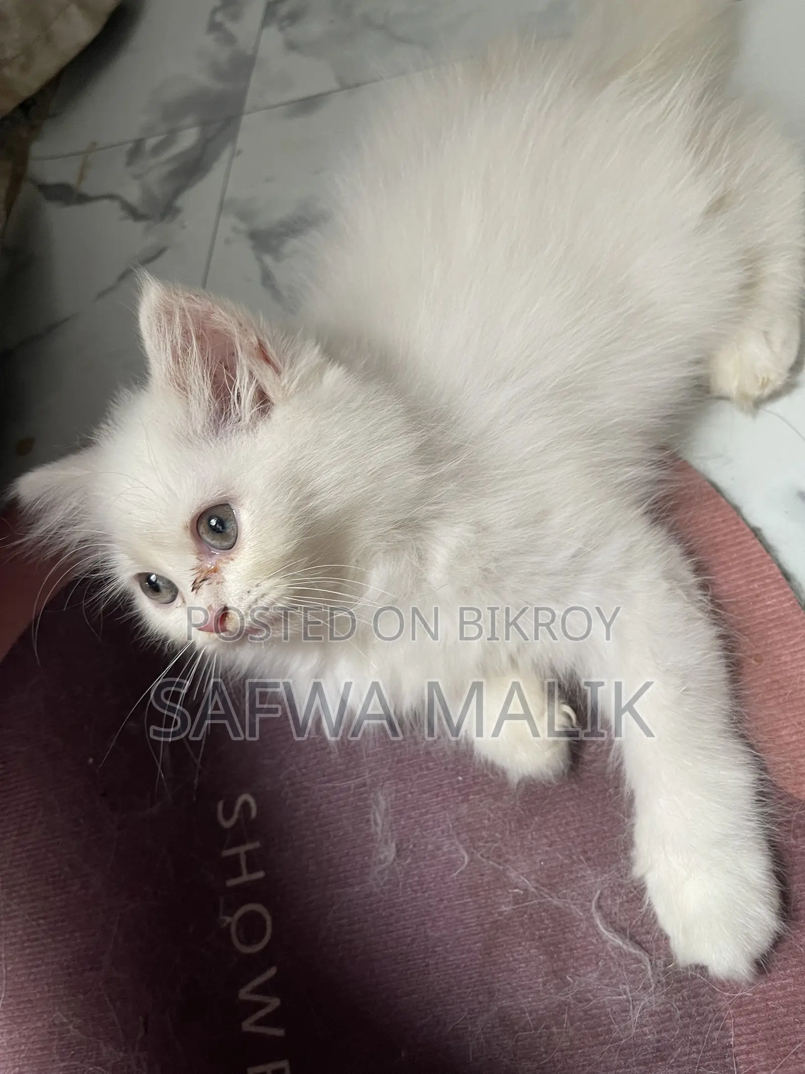 1-3 months Male Purebred Persian