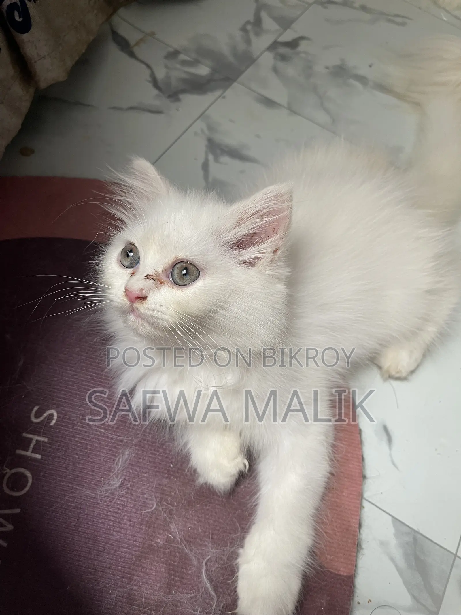 1-3 months Male Purebred Persian