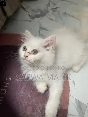1-3 months Male Purebred Persian