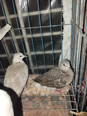 Dove Bird Ring Neck