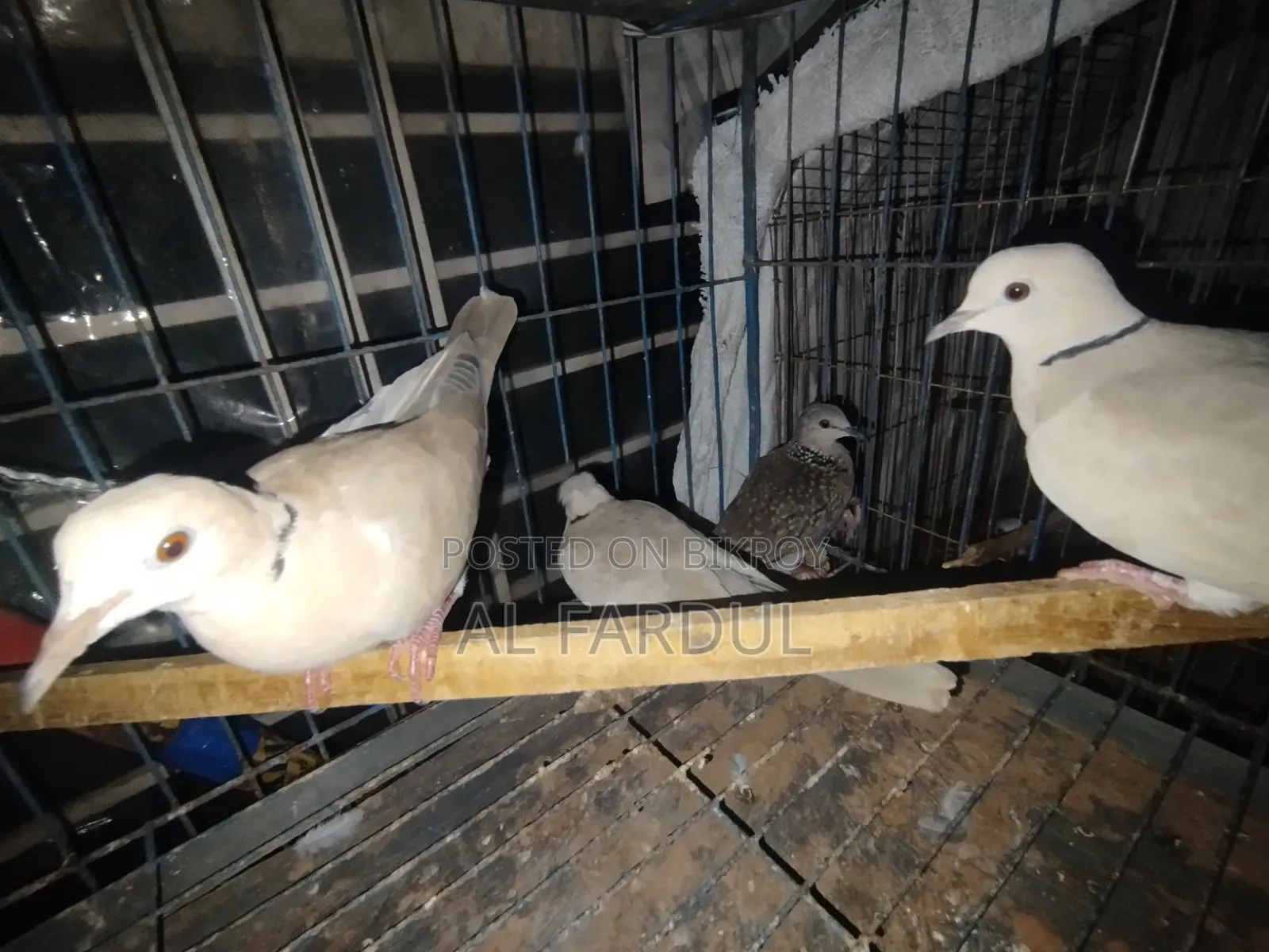 Dove Bird Ring Neck
