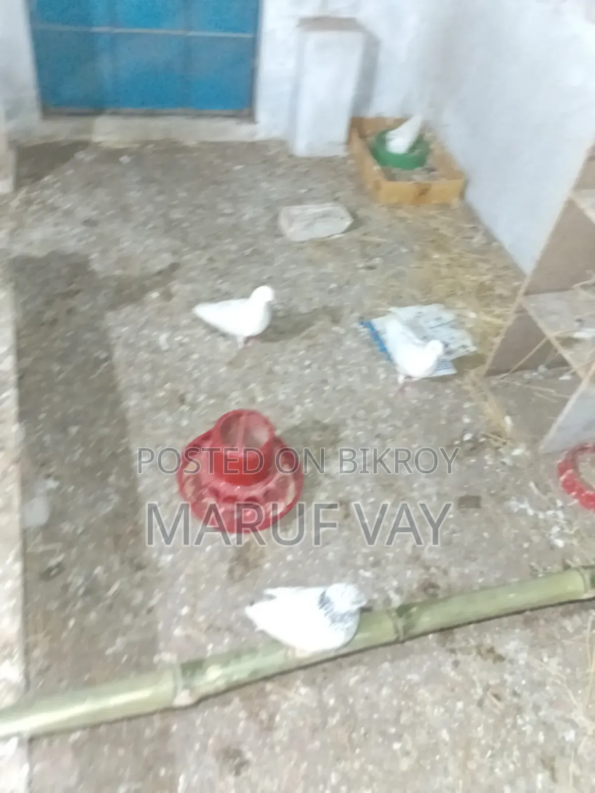 বাগদাদি হুমার