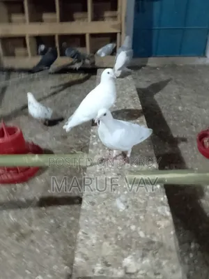 বাগদাদি হুমার