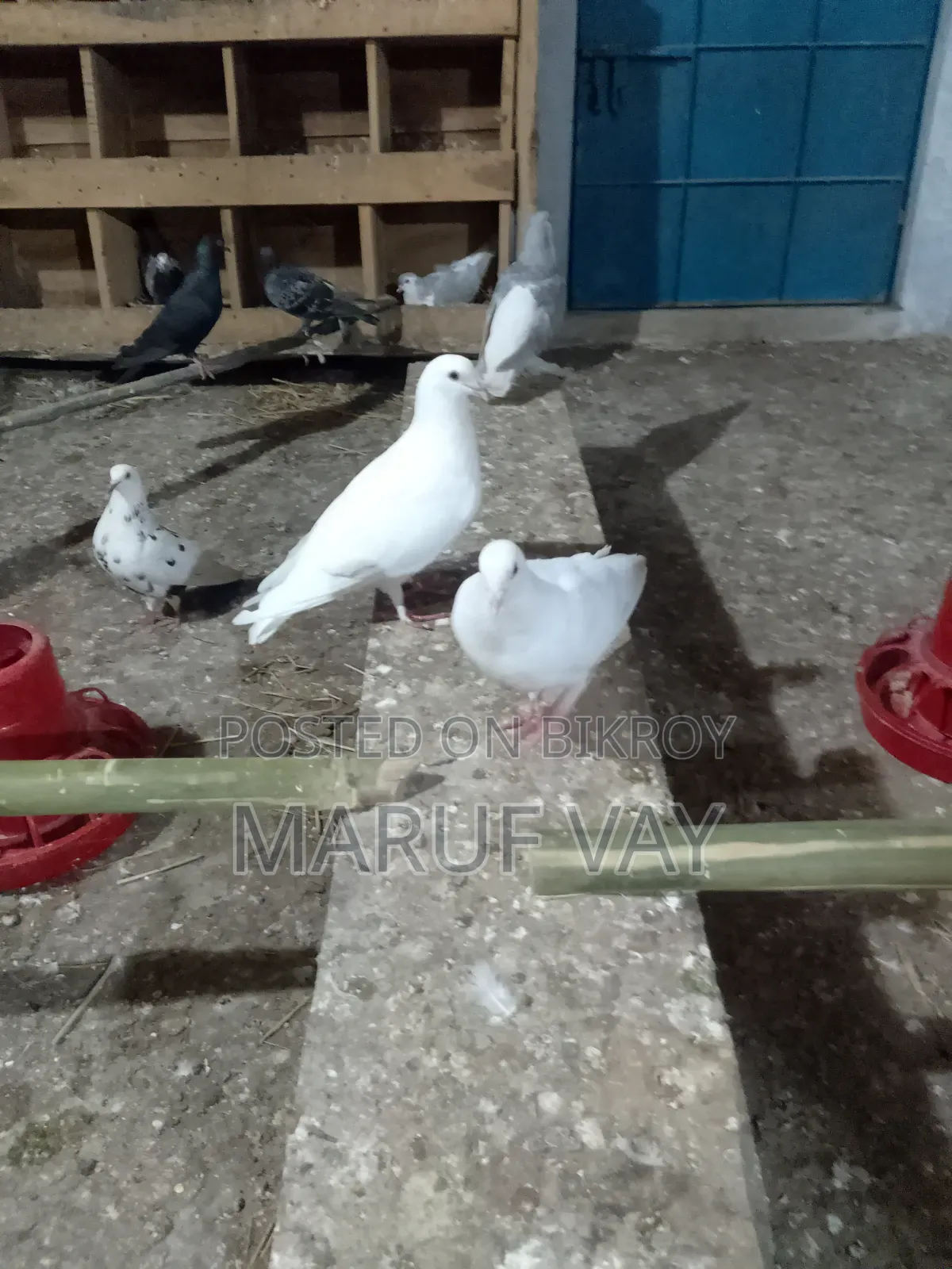 বাগদাদি হুমার