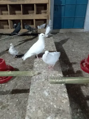 বাগদাদি হুমার