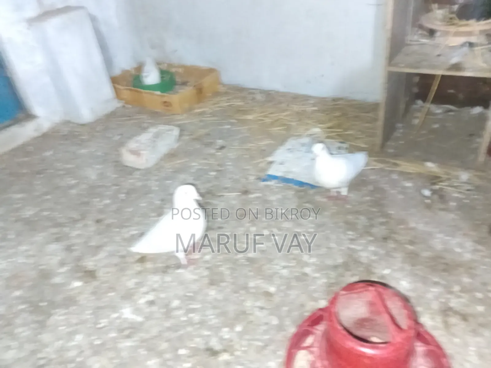 বাগদাদি হুমার