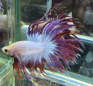 Fish Better