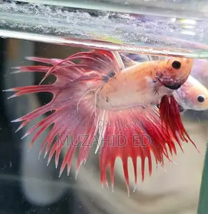 Fish Better