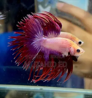 Fish Better