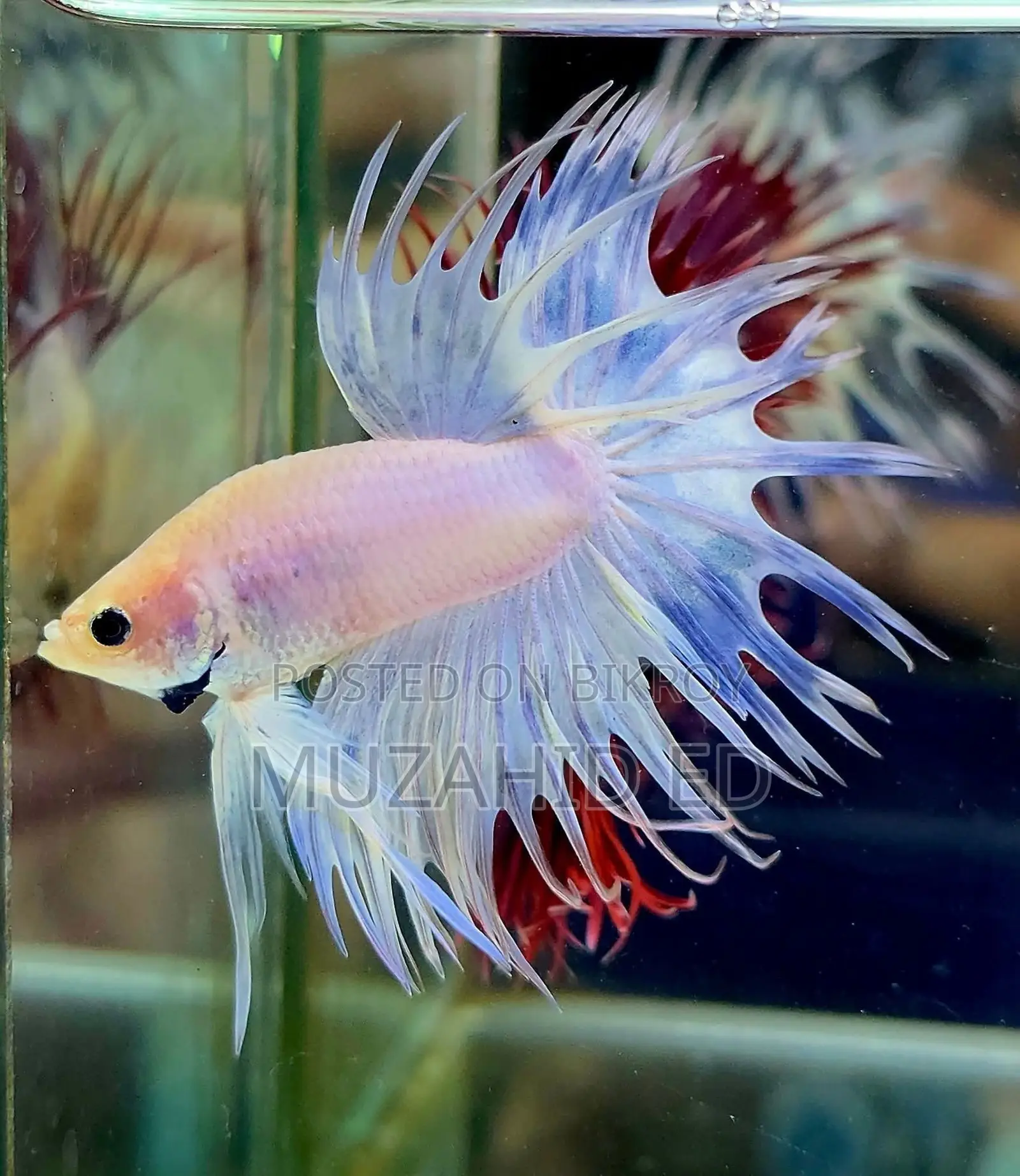 Fish Better
