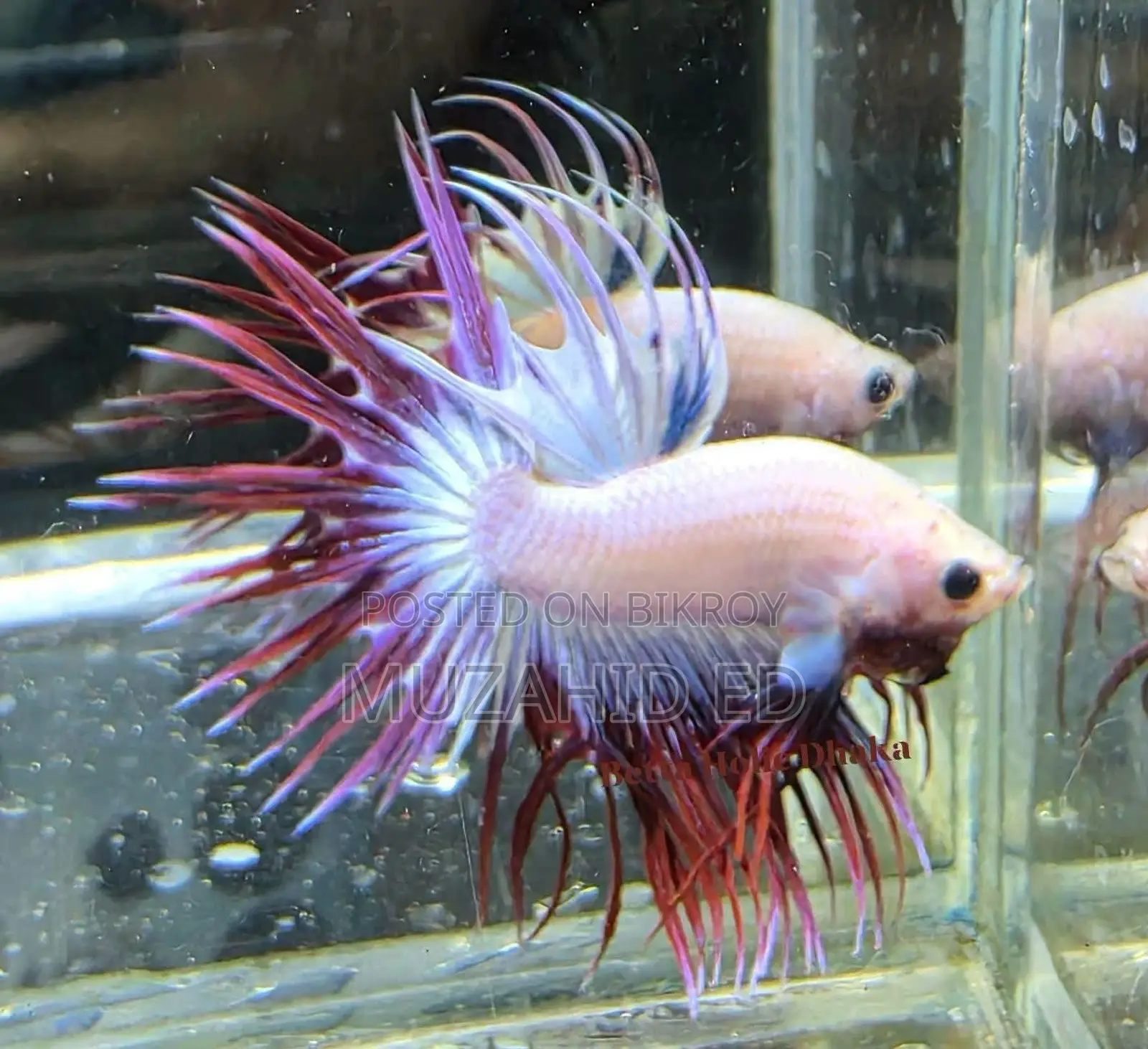 Fish Better