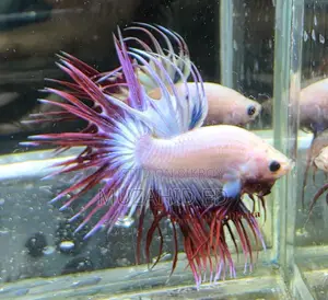 Fish Better