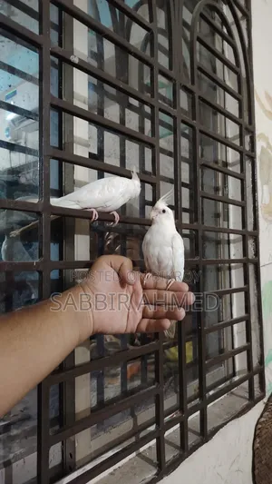 Albino Cockatiel Bird Super Tame + Talking