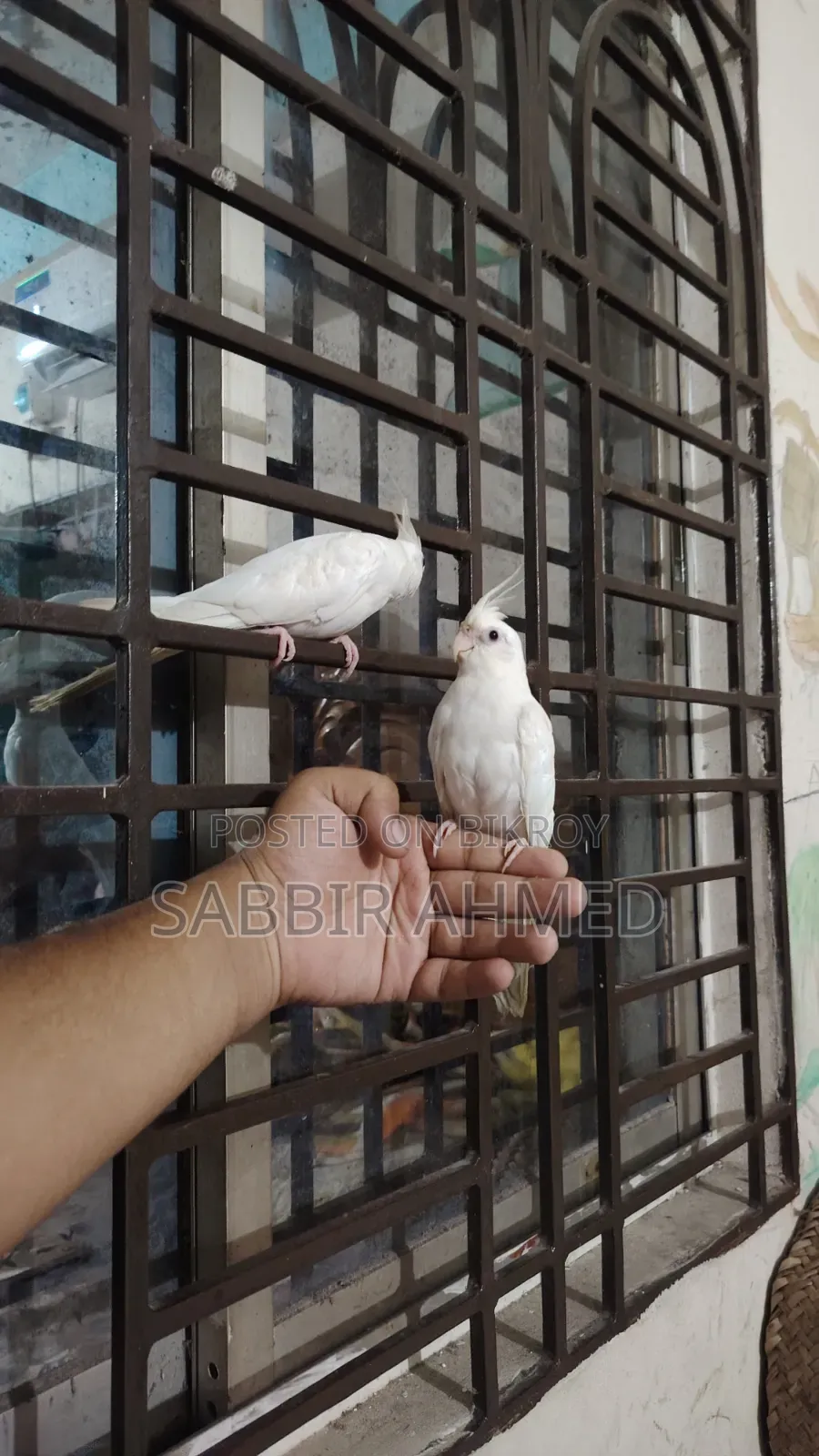 Albino Cockatiel Bird Super Tame + Talking