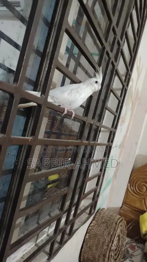Albino Cockatiel Bird Super Tame + Talking