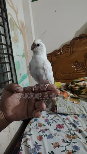 Albino Cockatiel Bird Super Tame + Talking