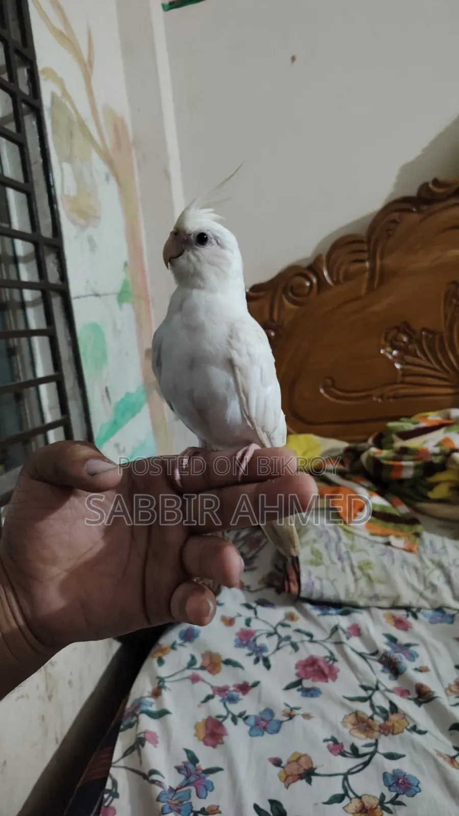 Albino Cockatiel Bird Super Tame + Talking