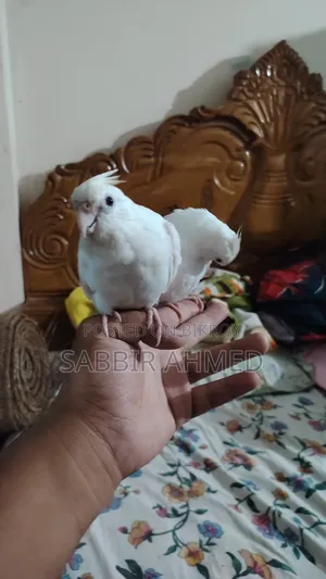 Albino Cockatiel Bird Super Tame + Talking