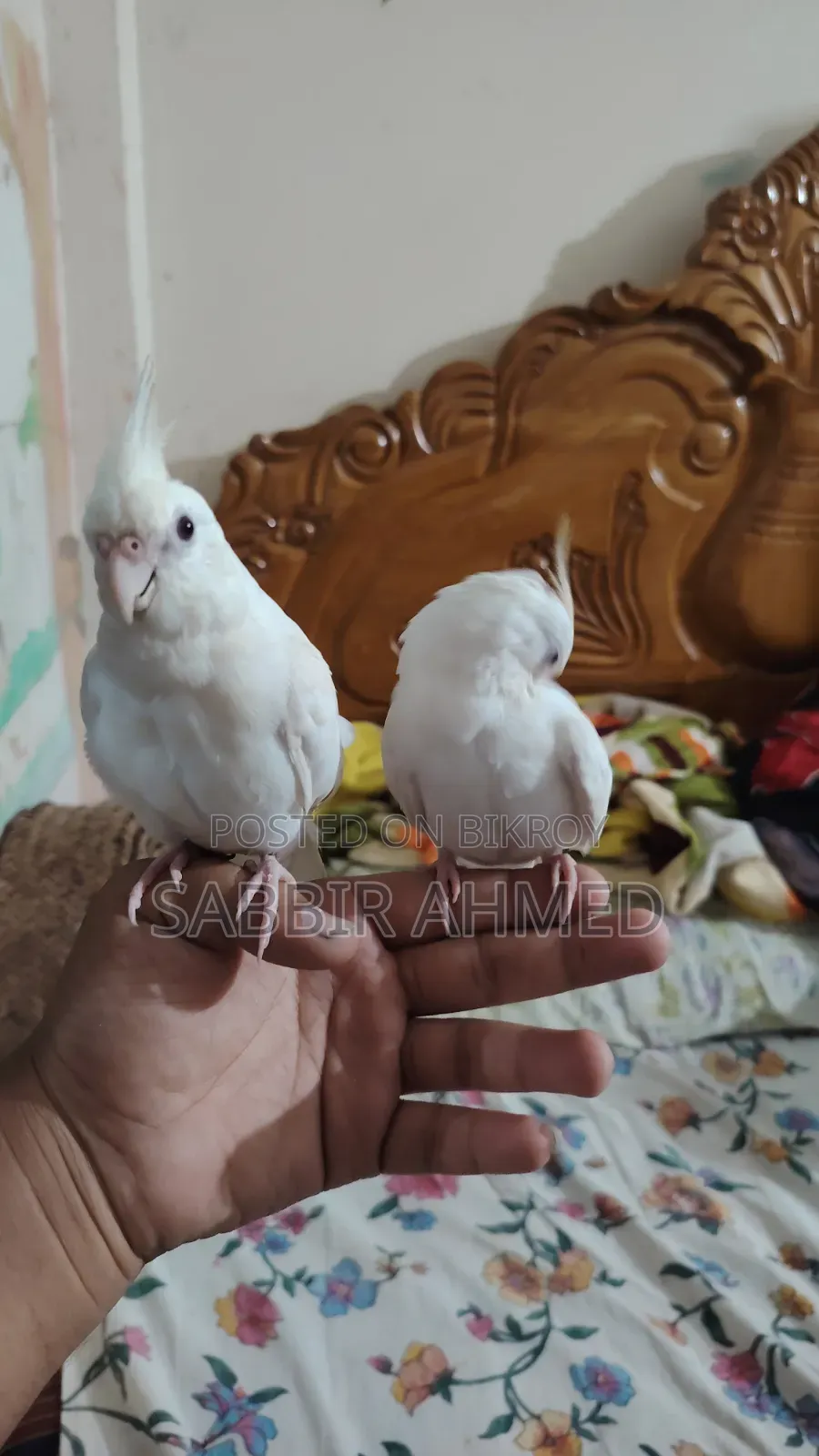Albino Cockatiel Bird Super Tame + Talking