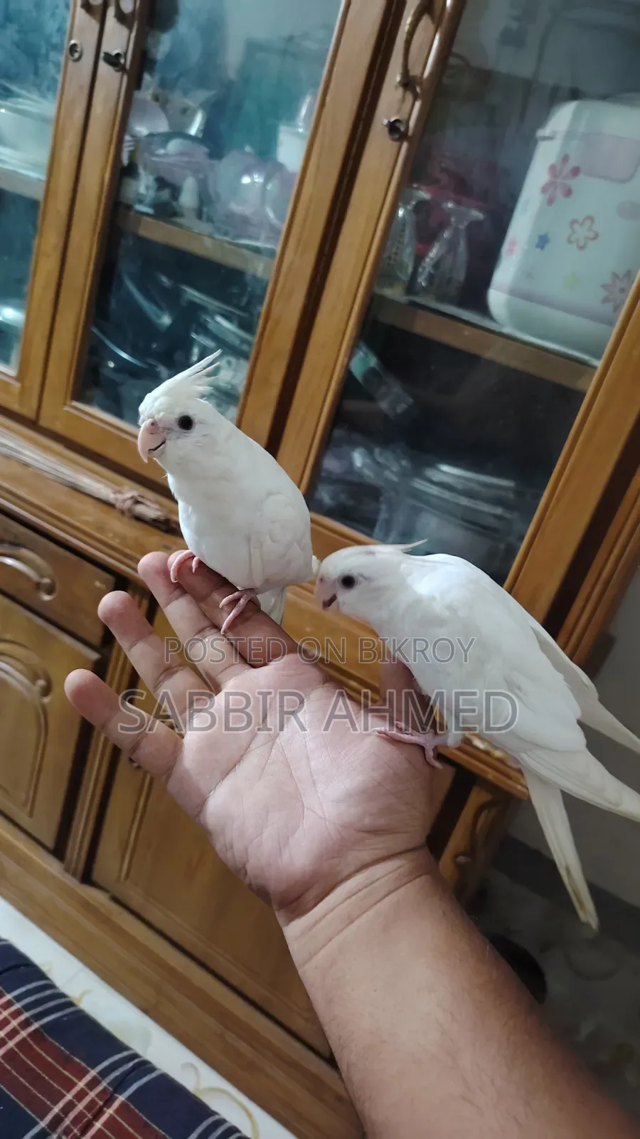 Albino Cockatiel Bird Super Tame + Talking