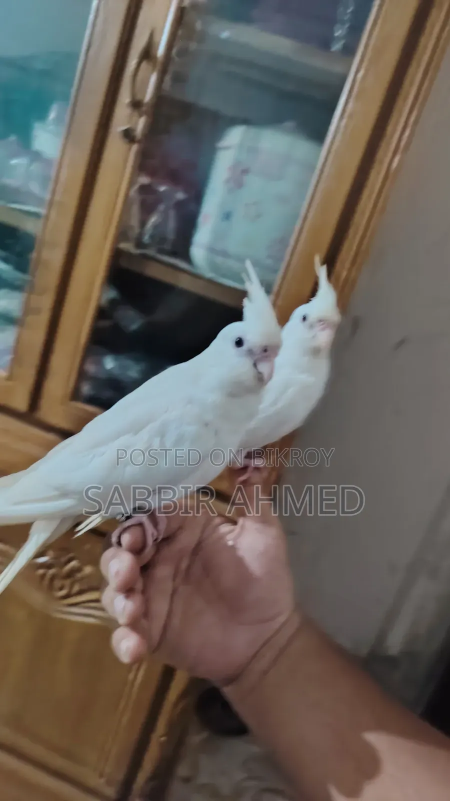 Albino Cockatiel Bird Super Tame + Talking