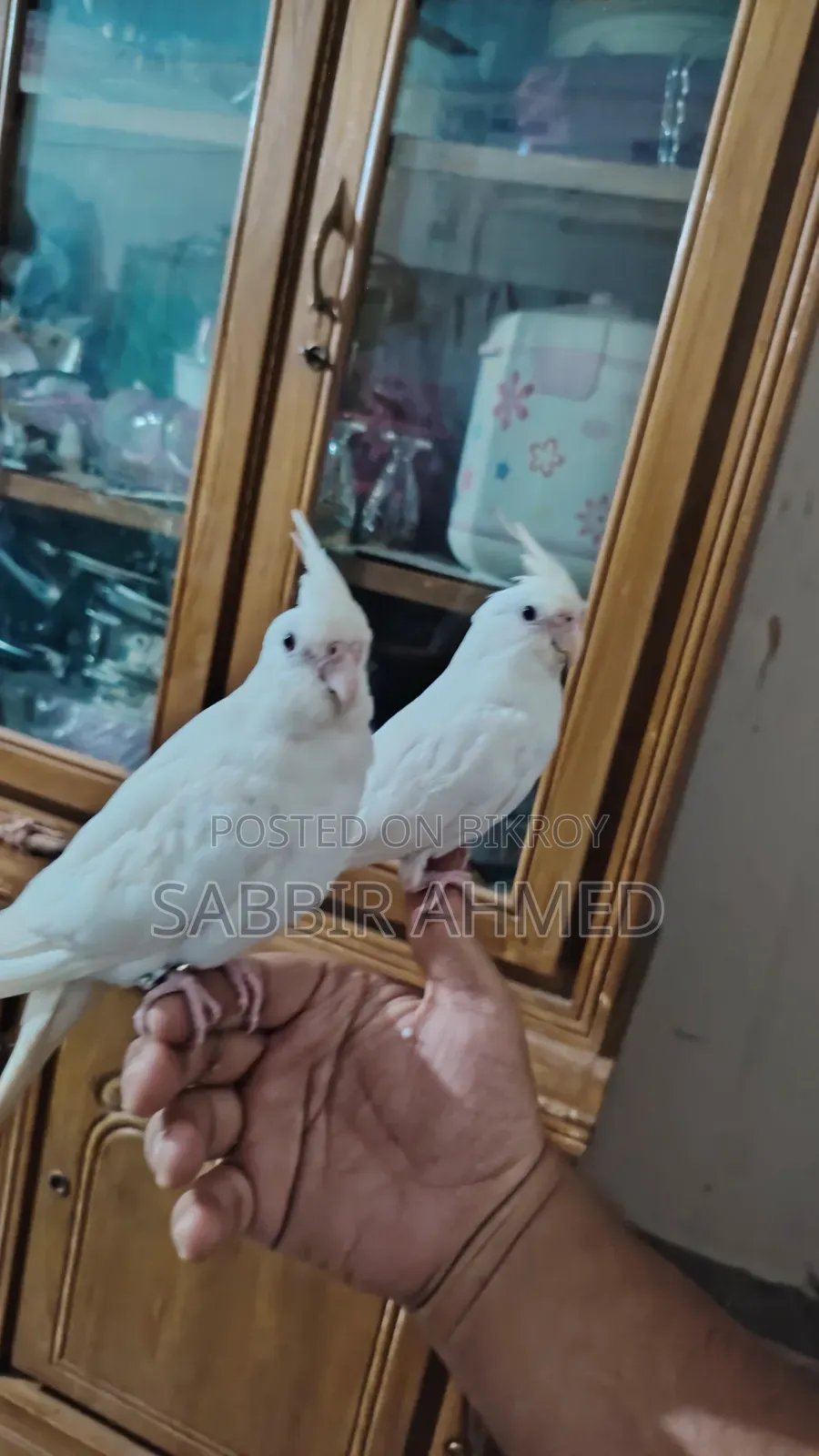 Albino Cockatiel Bird Super Tame + Talking