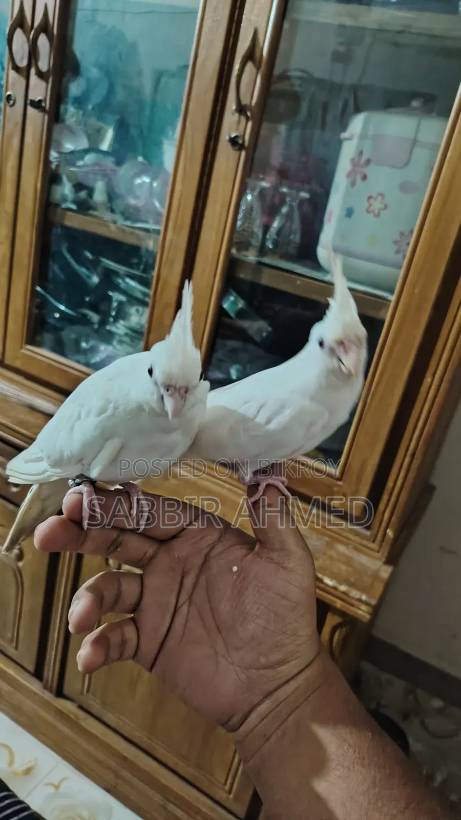 Albino Cockatiel Bird Super Tame + Talking